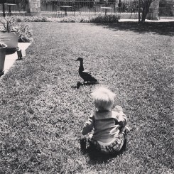 Owen chases a duck