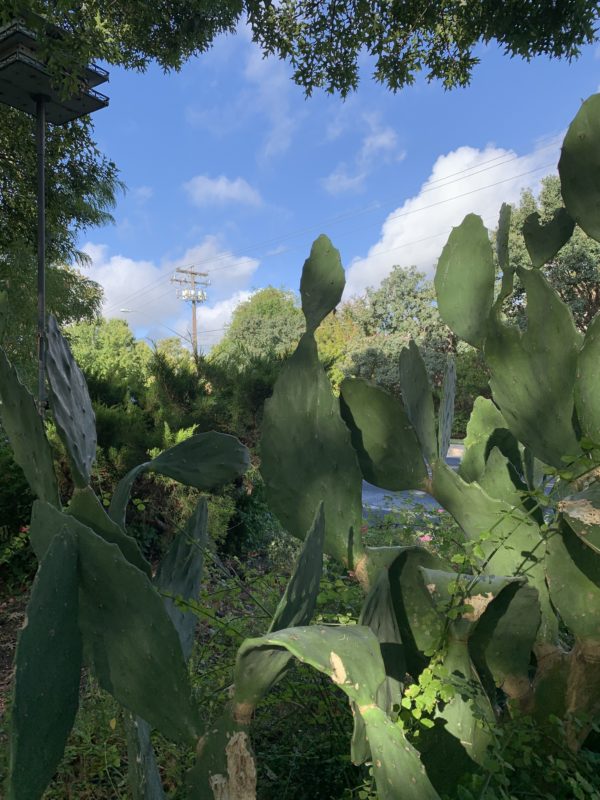 cacti and texas sky