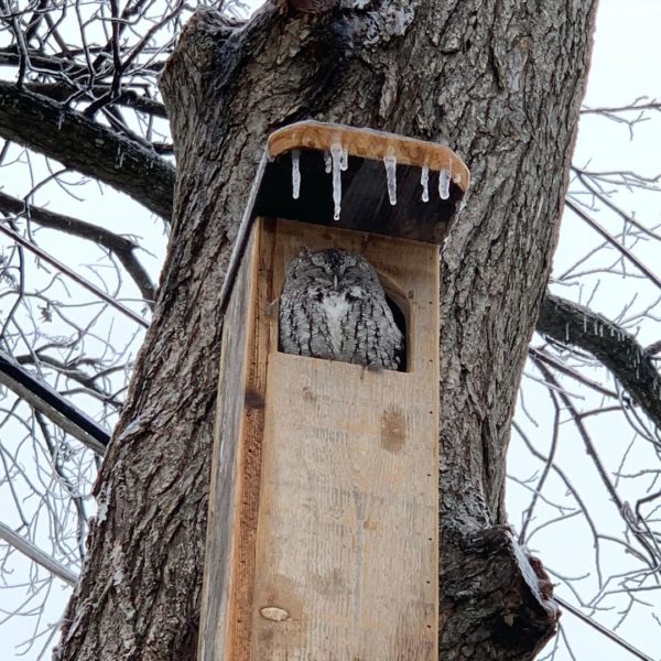 A photograph of a small owl fluffed up and looking very satisfied in an owl box, a tall wooden crate nailed to a tree. There's a fringe of icicles on the box's roof, and the branches are bare. The owl is barred grey and white. Its eyes are closed.