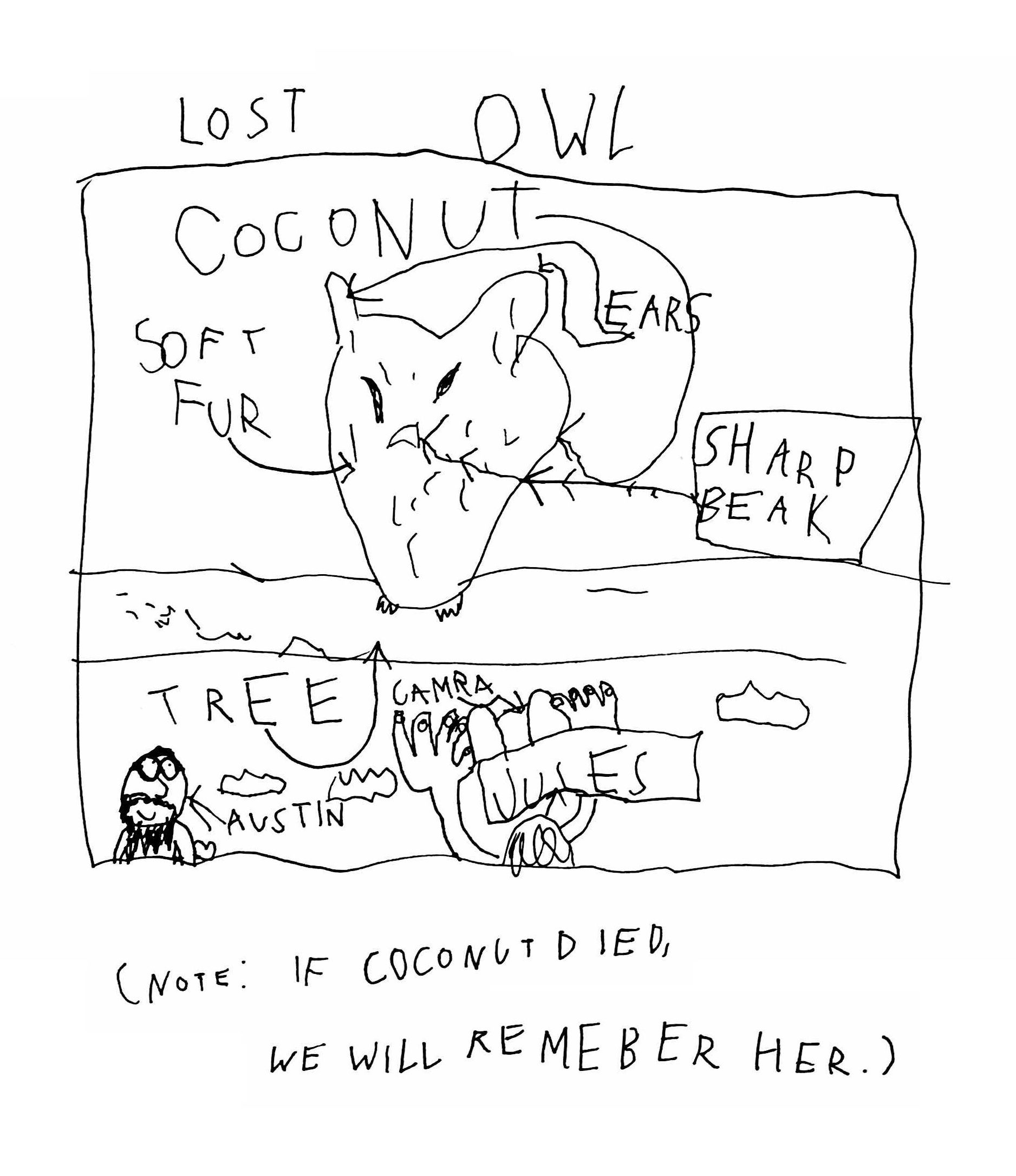 Lost owl