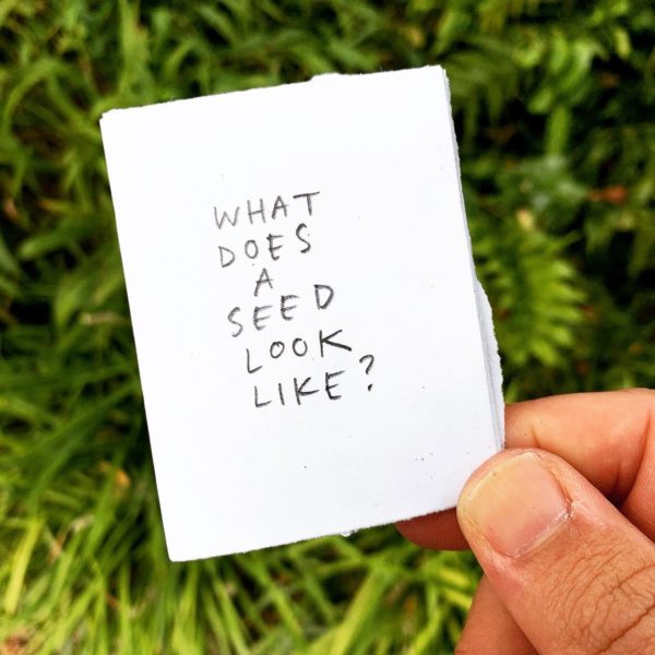 what does a seed look like?